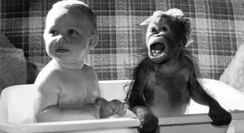 科学家把猩猩当孩子养,看它能不能学会说话,结果是这样的