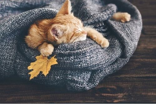 冬季睡觉,人们喜欢盖重棉被保暖,但这样反而对身体不利,是为什么呢 