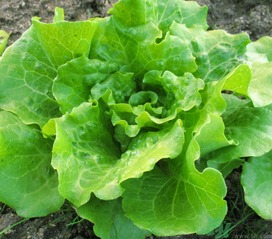 六月份种什么菜蔬菜最合适 8一9月适合种什么蔬菜