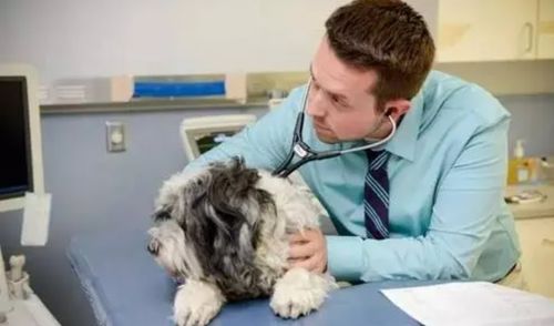 狗狗呼吸急促是因为什么原因造成的 狗狗呼吸急促是因为心脏病