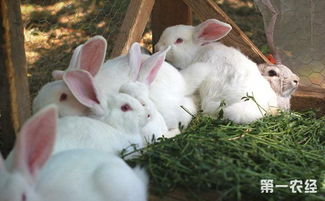 怎样饲养幼兔 幼兔的饲养方法