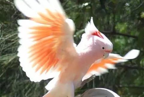 顶着印第安酋长头饰的米切氏凤头鹦鹉,竟是最长寿的鹦鹉