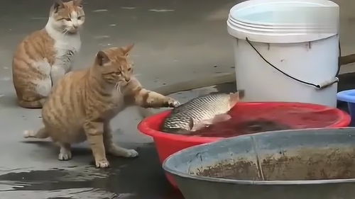 猫咪 鱼儿被水淹了,我救它又不吃它,主人吼什么吼 