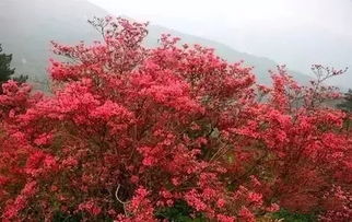 花开遍野映山红 