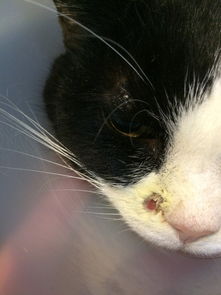 猫猫眼睛上方一直结黑色的痂,掉了又长回来,擦了医院开的药总也好不了,鼻子边上也多了一个洞 
