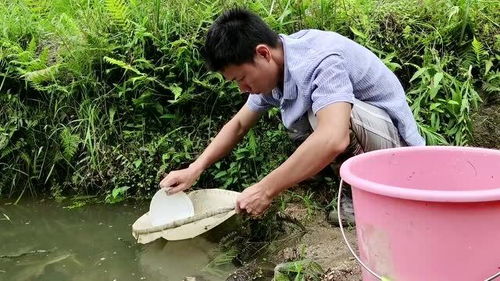 自然繁殖鲤鱼苗方法,繁殖全过程只需一星期,简单易学 