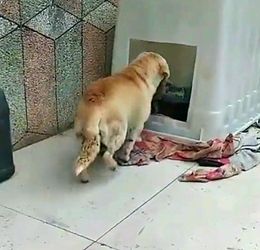 狗妈得到肉后给小狗崽吃,小狗崽也懂得感恩,把肉咬下来喂给大狗