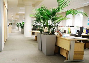 办公室的植物摆设风水如何看(办公室摆放植物的风水禁忌)