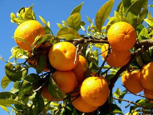 橘子树有哪些品种,怎么养 橘子树寓意好 