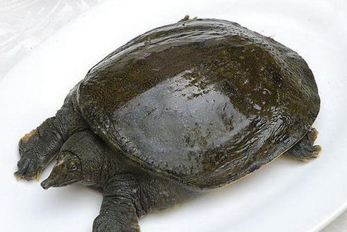 为什么人们经常吃甲鱼,却不吃乌龟 乌龟和甲鱼有什么区别