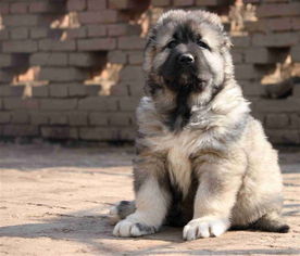 俄罗斯护卫犬 熊版高加索幼犬 血统纯正 欢迎选购