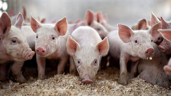 猪价上涨,背后炒猪团肆意,山东2亿资金支持生猪产能