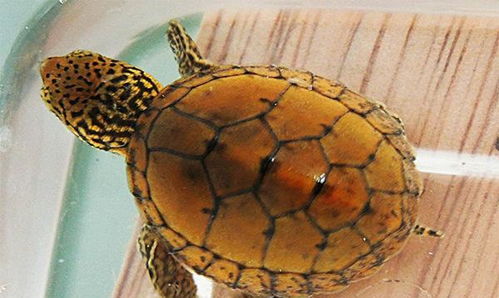 地球上10大最适合新手养的宠物龟,草龟和金钱龟领衔,你养了吗