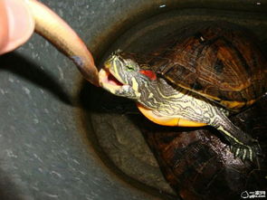 这是龟还是鳖 这是一个什么品种的龟 鳖 ,可以喂它什么吃 它能活多少年 
