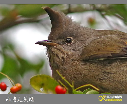 小鸟的心灵窗户 