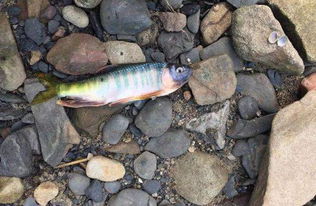 溪水中这种鱼很好钓,全身蓝色条纹,咬钩很猛 