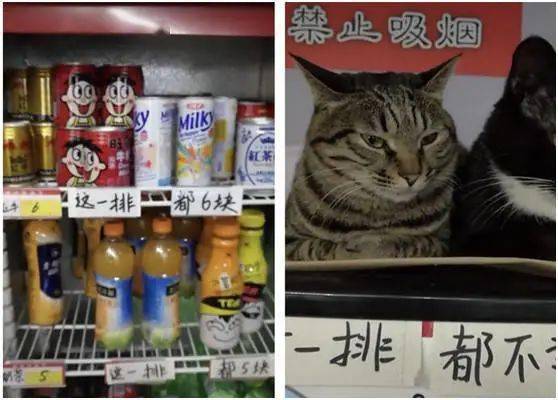 猫咪喜欢趴在超市冰箱上面,防止被人带走,主人贴上不卖的标签