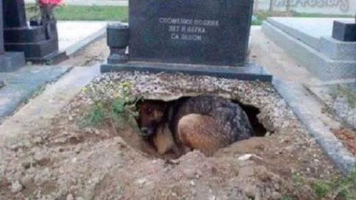 主人去世,狗狗挖洞守墓3年,当人拉出狗狗时发现意外惊喜 