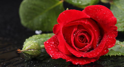 99支红玫瑰寓意什么 红玫瑰送人的禁忌