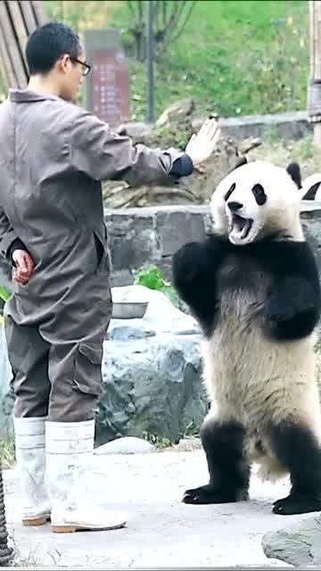 驯养员让大熊猫背唐诗,没想到它表现如此优异,网友 配音完美 