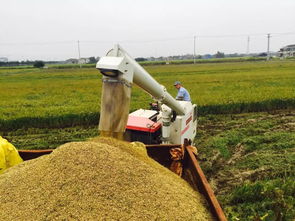 江阴这家家庭农场种出的大米那么好吃,原因是...