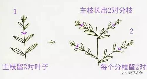 因为有了更造句-例：花更红了,草更绿了.问：____更___.用更造句？