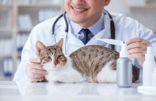 化验疑似干性猫传腹,但猫咪没症状怎么办