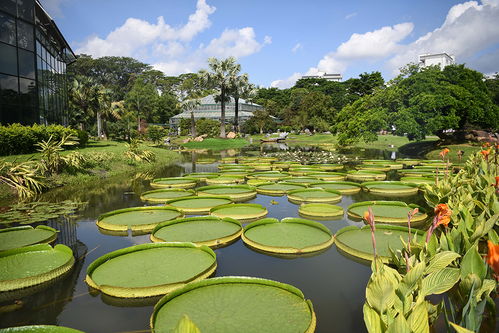 第二个国家植物园来了 园内保育兜兰等珍稀濒危植物643种