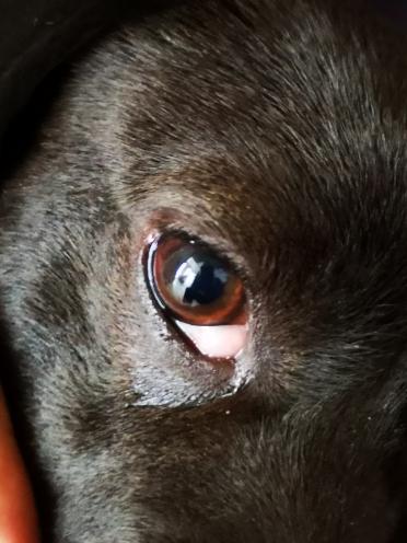 这个狗狗眼睛边上长出来一个疙瘩是什么 