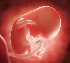 怀孕35天胎儿大小图片图片
