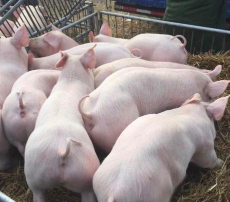 养猪人必看 公猪和后备母猪的管理要点