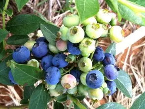 蓝莓 桑葚 大樱桃熟了,去常州这些地方摘果子啦