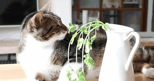 猫咪喜欢吃香菜吗 结果你肯定意想不到