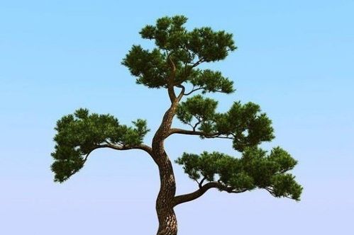 松树的特点和外型特征有哪些 