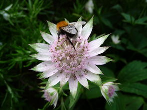 蜜蜂,花,花园,昆虫,自然,夏天,植物,花粉,花的,叶,花瓣,开花,授粉,户外 