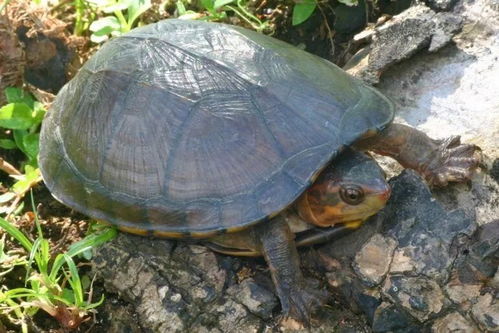 红面泥龟能冬眠吗？