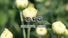 菊花泡水为什么会变绿(菊花泡水为什么会变绿的原因)