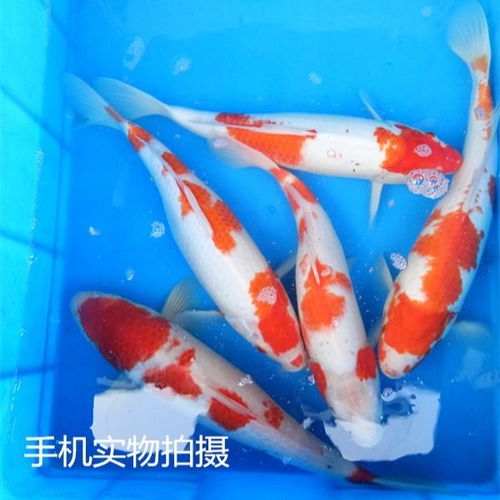 观赏鱼锦鲤活体冷水淡水风水鱼大正红白三色黄金龙凤锦鲤鱼苗包活