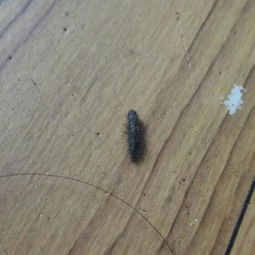 同学家里到处都是这个虫子,这是什么虫子 家里养的猫杀虫剂也不敢喷 