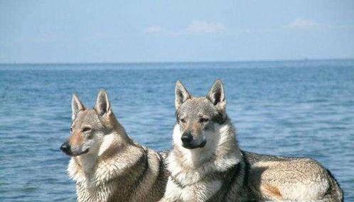 濒临灭绝的5种狗狗, 捷克狼犬在内, 最后一种像田园犬