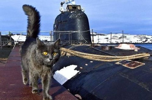 现在军舰上还能养猫养狗吗 