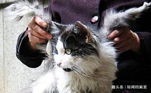 神秘物种 贵州出现一只飞猫,长翅膀的猫究竟是个什么鬼