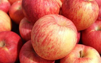 苹果多久成熟一般在几月份成熟,苹果一年熟几次