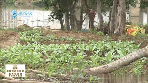 是谁用生命种菜 高压线塔下变 农场 居民竟相辟菜园 