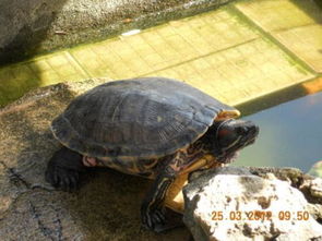 家里有一个大乌龟,该怎么养它啊 