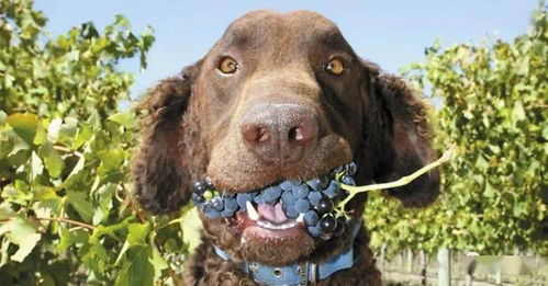 狗可以吃葡萄吗