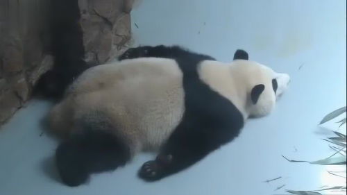 熊猫这只大熊猫的睡姿真是没谁了 