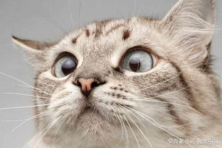 猫咪真的很神秘,连 猫鼻子 都有这三种神奇功能,你了解吗