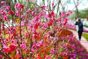 清明近 踏芳海 闻花香 