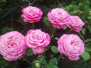 真正的玫瑰花图片 玫瑰和月季对比照片